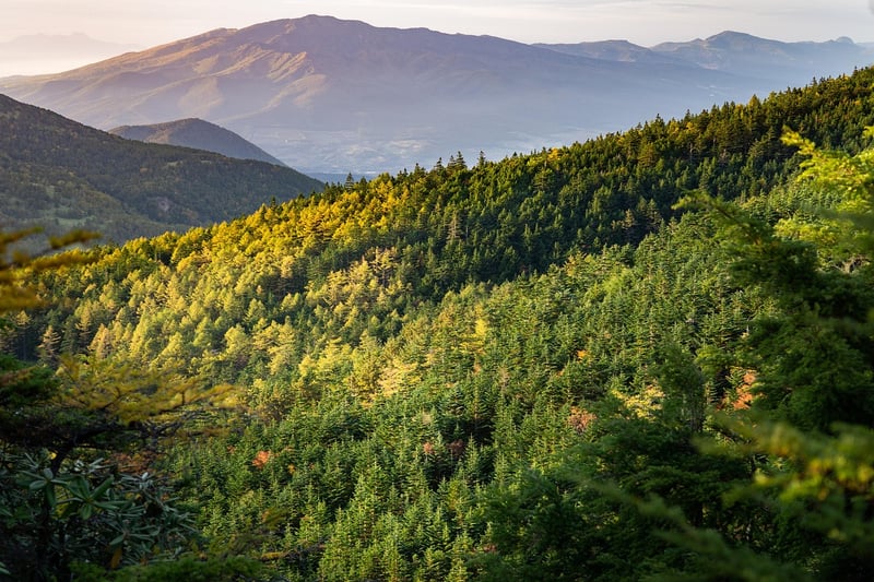 Hidden Gem Landscape
